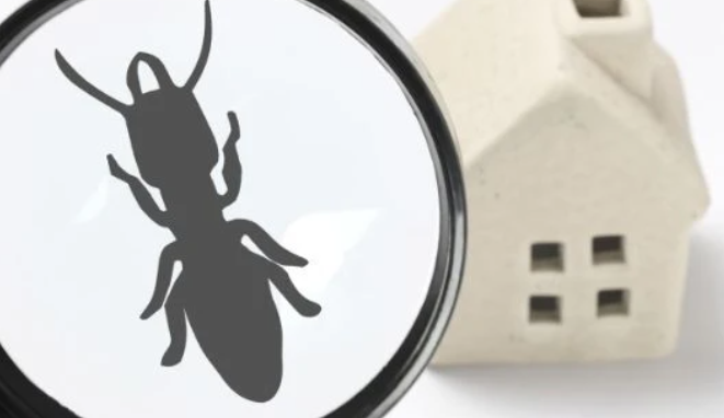 クリーンキング1978の紹介写真_2枚目